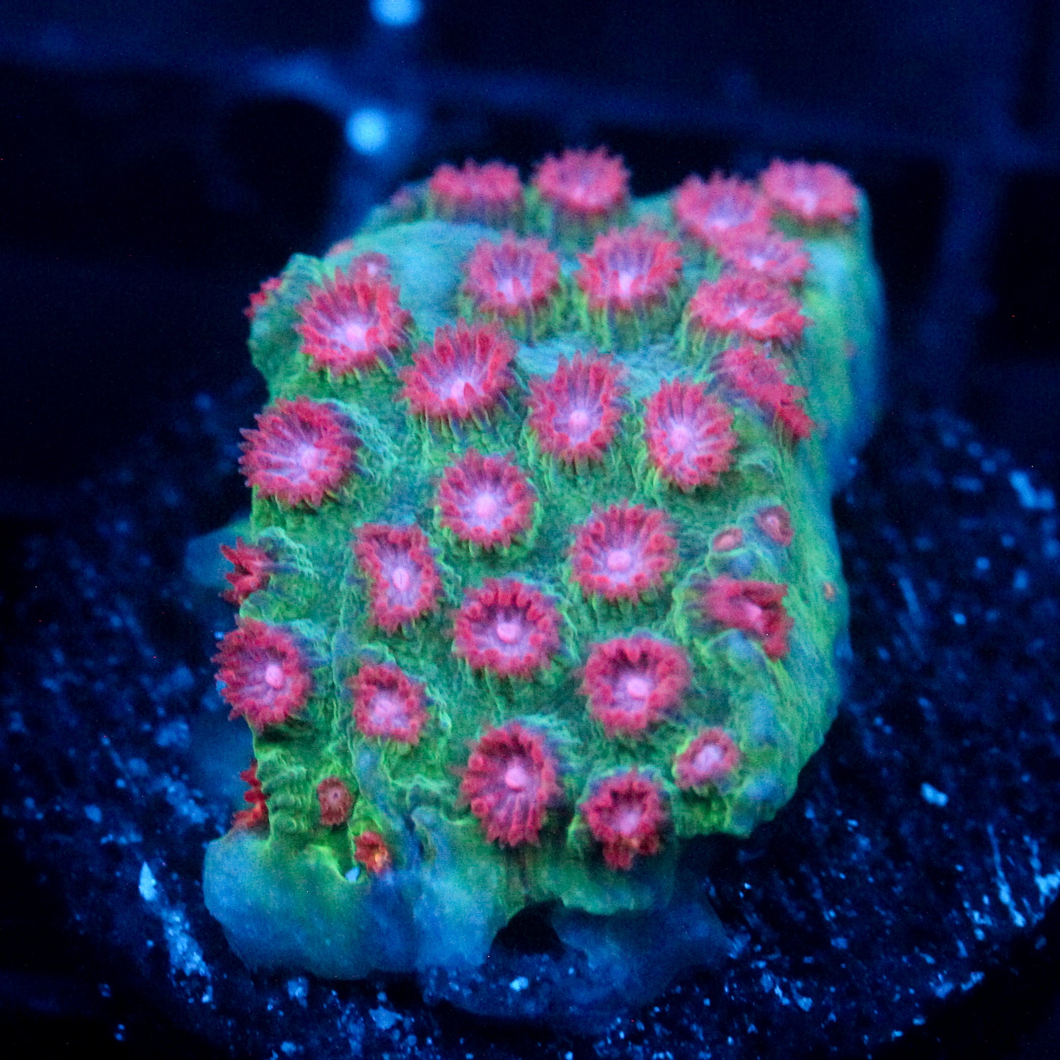 JC Evil Swarm Cyphastrea
