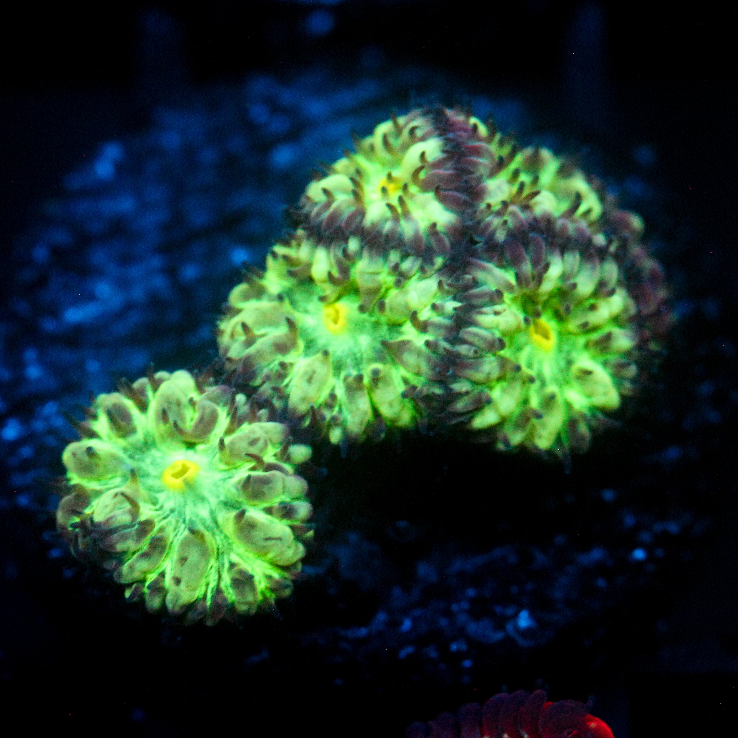 JC Hyper Green Blasto Merletti