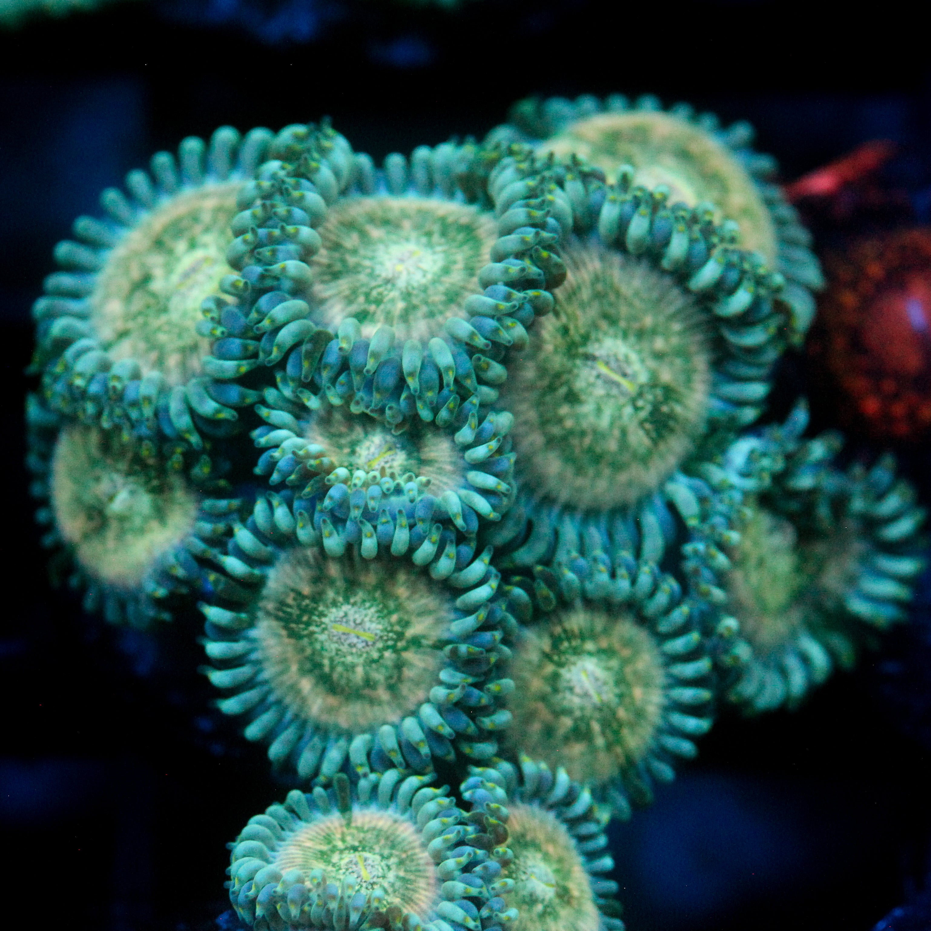 JC Hawaiian Ding Dang Zoanthid
