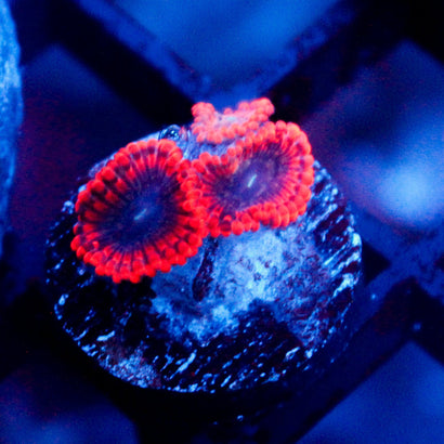 JC Typhloshion Zoanthid