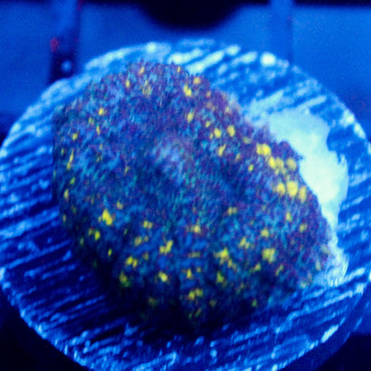 JC Slightly Radioactive Rhodactis Mushroom