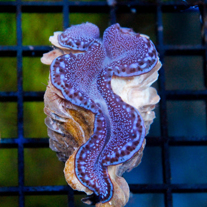 A Grade Maxima Clam