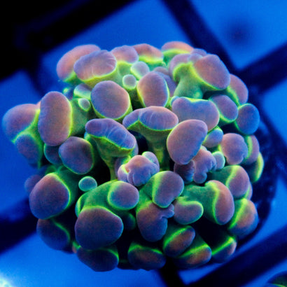 JC Ultra Hologram Hammer