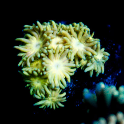 JC Petals Goni