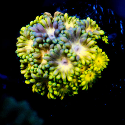 JC Yellow Petals Goni