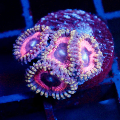 JC Pink Sear Zoanthid