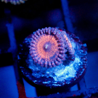 JC Amber Bliss Zoanthid