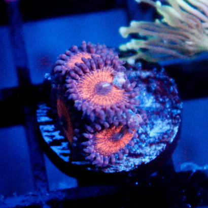 JC Amber Bliss Zoanthid