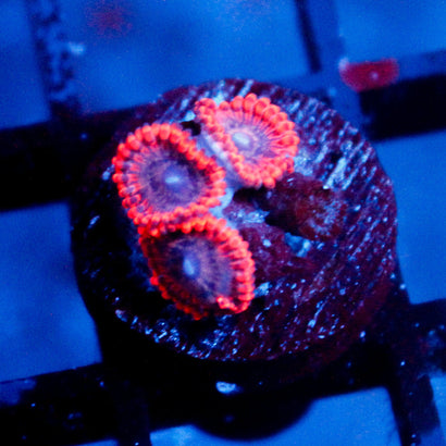 JC Utter Typhloshion Zoanthid