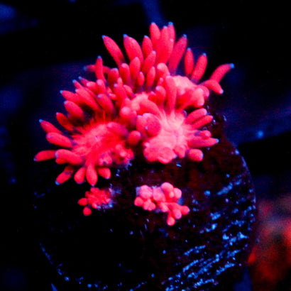 JC Red Kraze Goni