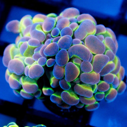 JC Ultra Hologram Hammer 2 Heads