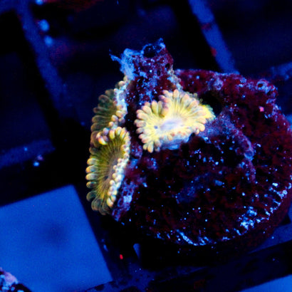 JC Blue Seam Zoanthid