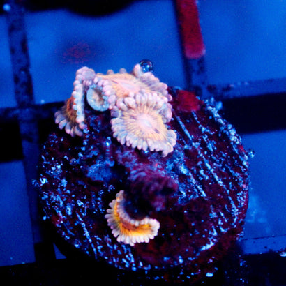 JC Blue Seam Zoanthid
