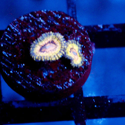 JC Oceanside Days Zoanthid
