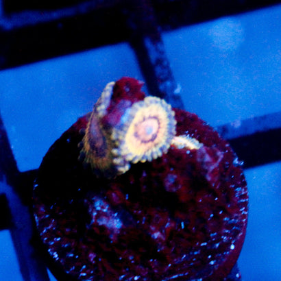 JC Oceanside Days Zoanthid