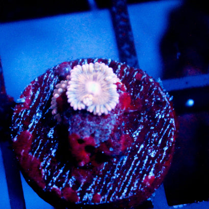 JC Pink Seam Zoanthid