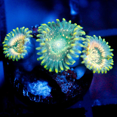 JC Utter Blue Razz Zoanthid