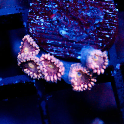 JC Purple Star Zoanthid
