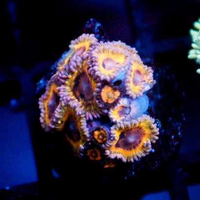 JC Pink Seam Zoanthid