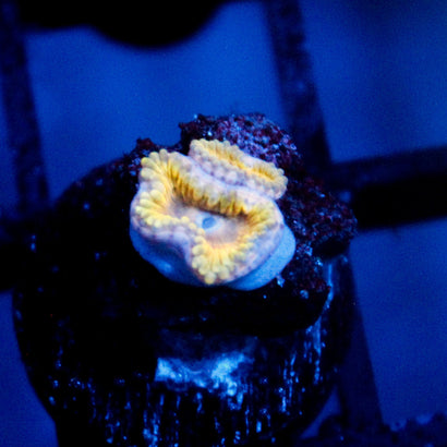 JC Golden Dreams Zoanthid