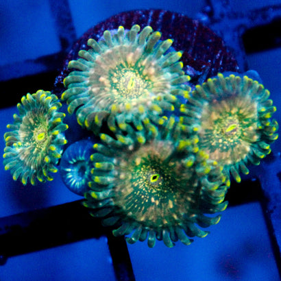 JC Utter Blue Razz Zoanthid