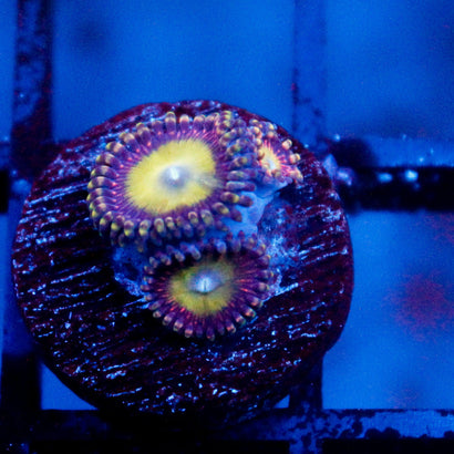 JC Hypnotoad Zoanthid