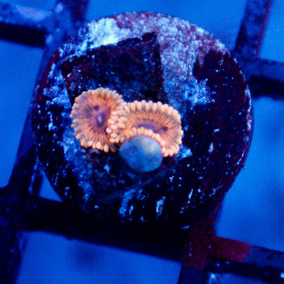 JC Sunsets Zoanthid