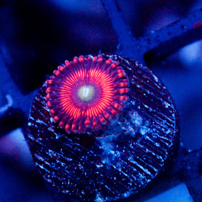 JC Red Hypnotoad Zoanthid