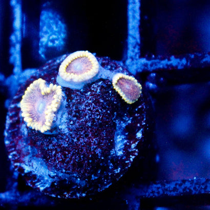 JC Mesosphere Zoanthid