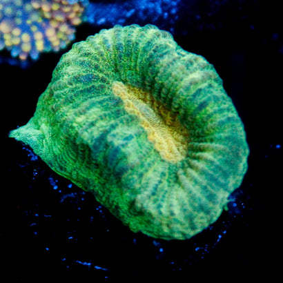 JC Neon Green Favia