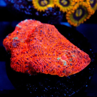 JC Cheetos Finger Chalice