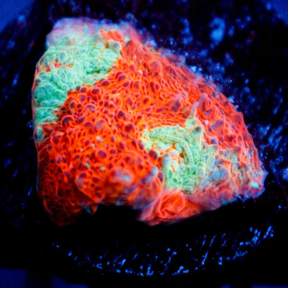 JC Citrus Dream chalice