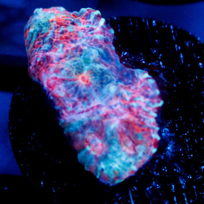 JC Unholy Trinity Chalice