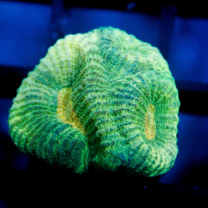 JC Neon Green Favia
