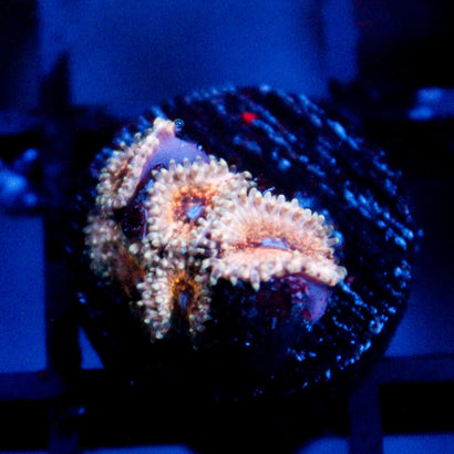 JC Neptunes Bounty Zoanthid