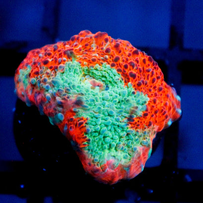 JC Citrus Dream chalice