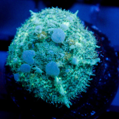 JC Chilly Bounce Mushroom