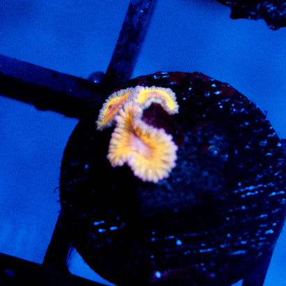JC Stratocaster Zoanthid