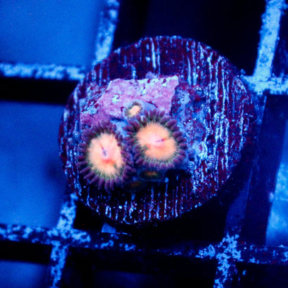JC Peach Bellini Zoanthid