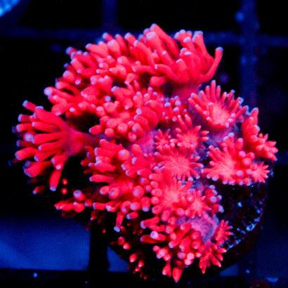 JC Red Dragon Goni