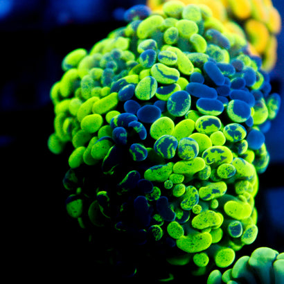 JC Bicolor Ultra Splatter Hammer 2 Heads