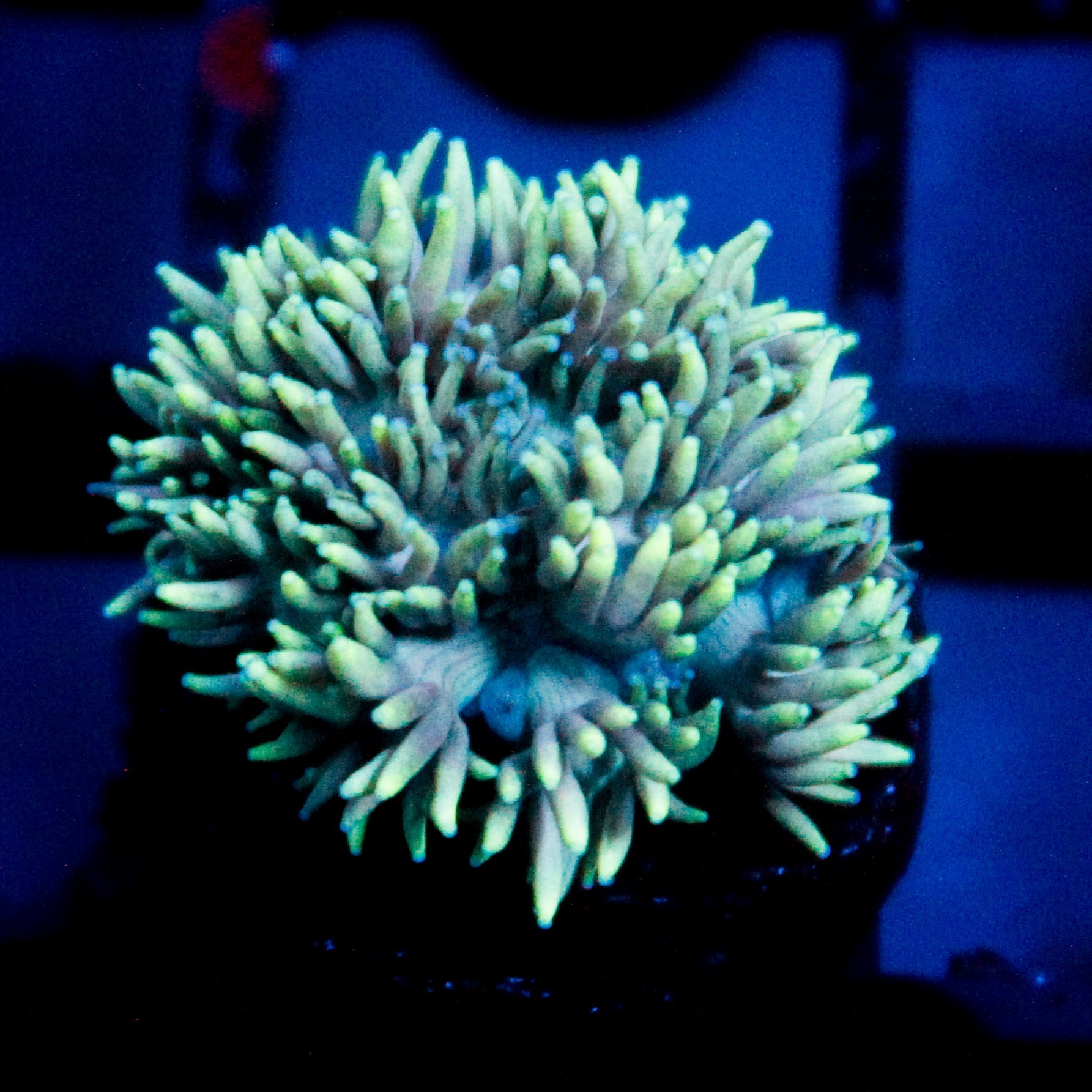 JC Tortoise Goni