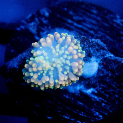 JC Yellow Princess Ricordea