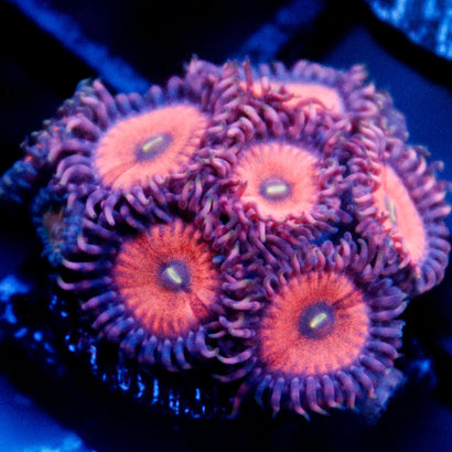 JC Pink Bliss Zoanthid