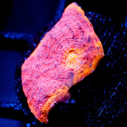 JC Grape Inferno Rainbow Chalice
