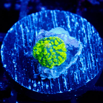 JC Neon Green Rhodactis
