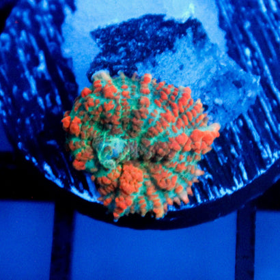 JC Wild Sunset Rhodactis