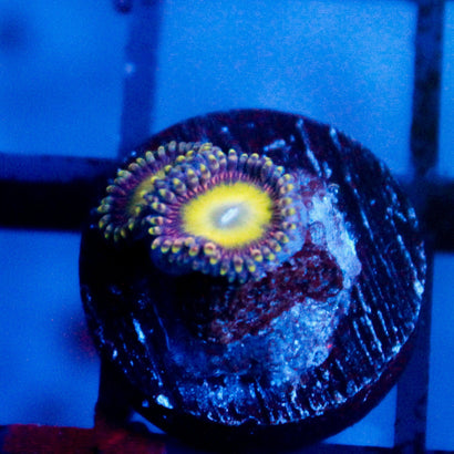 JC Hypnotoad Zoanthid