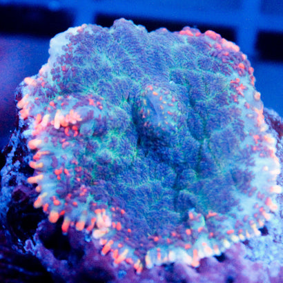 JC Toxic Blood Mushroom