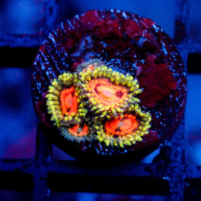 JC Rainbow Incinerator Zoanthid